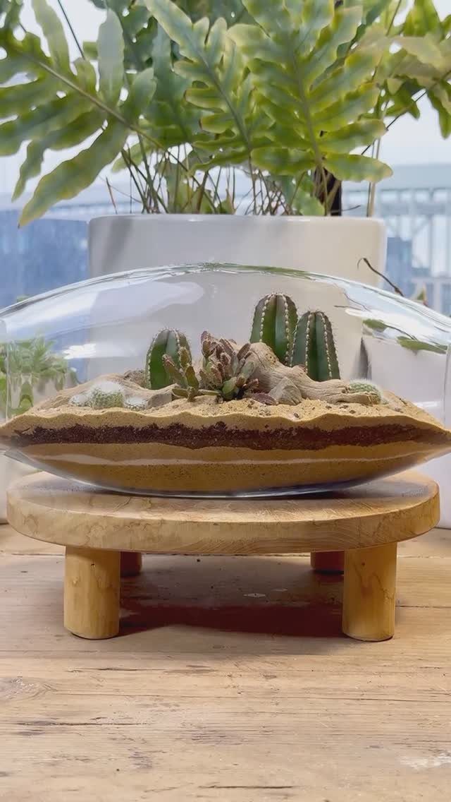 Glass terrarium with cacti and succulents on a wooden pedestal stand