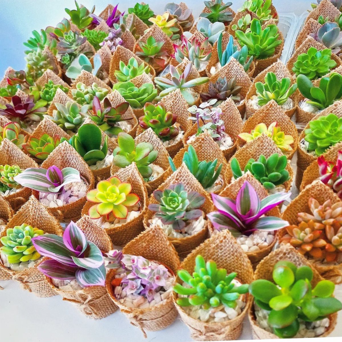 Small succulent plants in burlap-wrapped pots arranged in a dense group.