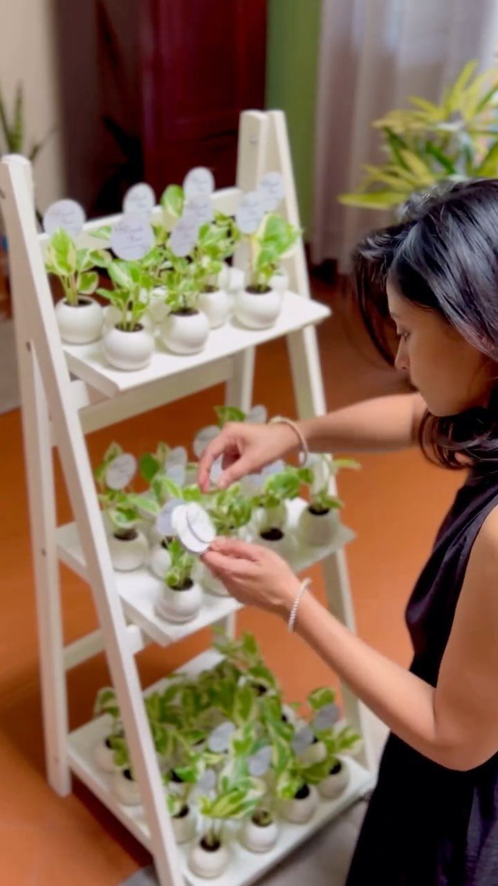 Small green plants in white pots arranged on a white wooden ladder shelf
