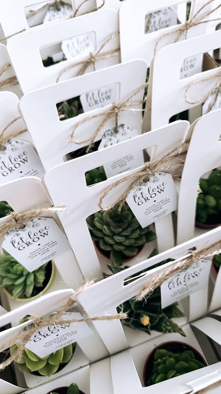 Mini succulent plants in white cardboard carriers with let love grow tags